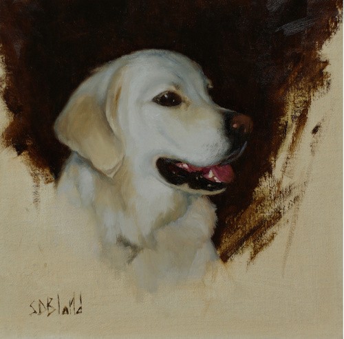 Portrait sketch of a white Labrador dog in oil