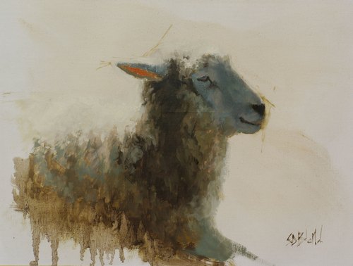 Sheep Study